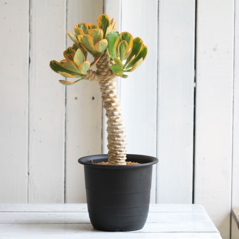 ユーフォルビア ポイゾニー錦 | hanayoshi-botanical