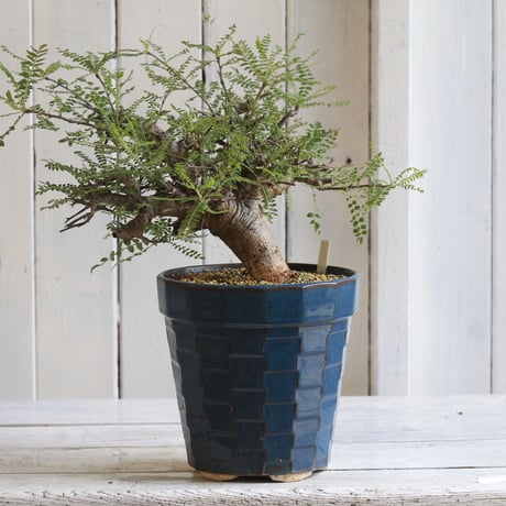Boswellia ネグレクタ