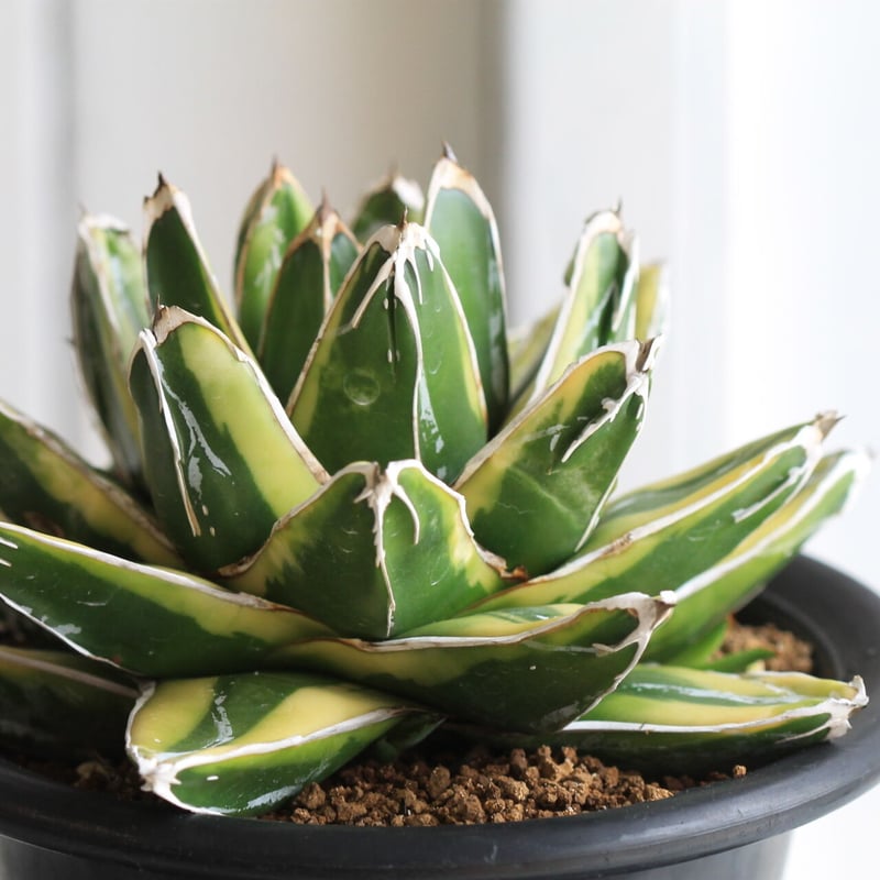 アガベ 笹の雪 輝山 | hanayoshi-botanical