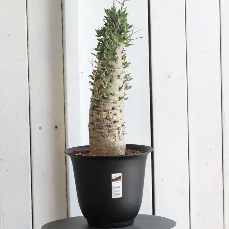 大型株 フォークイエリア コルムナリス 観峰玉　現地球 大型株 フォークイエリア コルムナリス 観峰玉 現地球 フォークイ