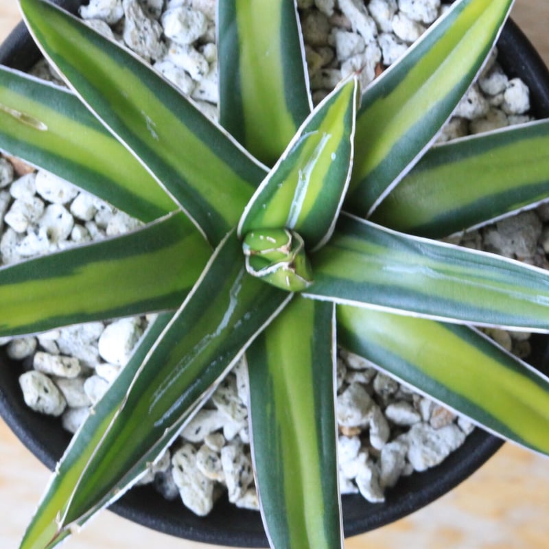 アガベ 吉永笹の雪錦 | hanayoshi-botanical