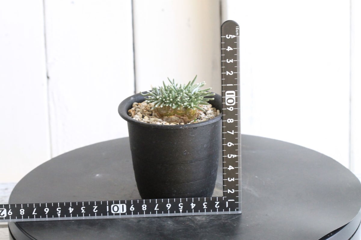 アボニア クイナリア | hanayoshi-botanical