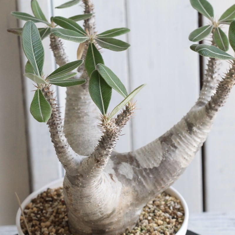 パキポディウム　カクチペス　赤肌 パキポディウム カクチペス | hanayoshi-botanical