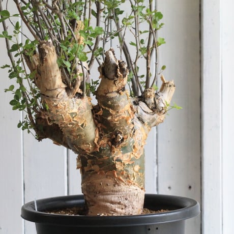 Bursera ファガロイデス
