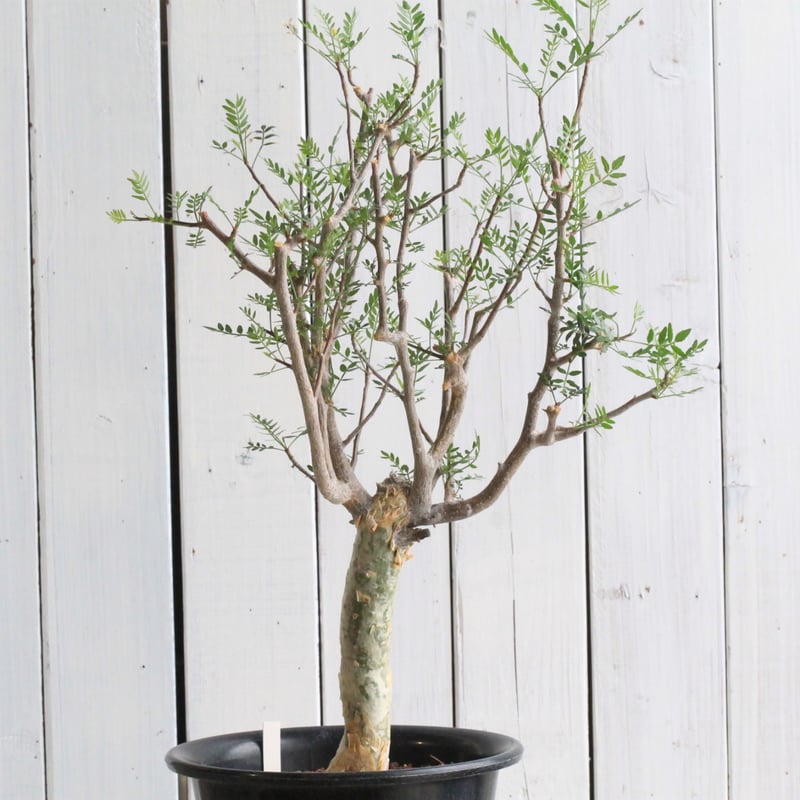 ブルセラ ミクロフィラ×2鉢 | hanayoshi-botanical