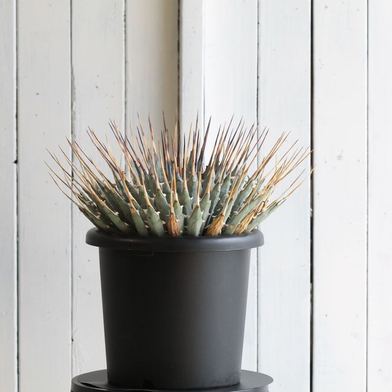 アガベ ユタエンシス ネバデンシス | hanayoshi-botanical