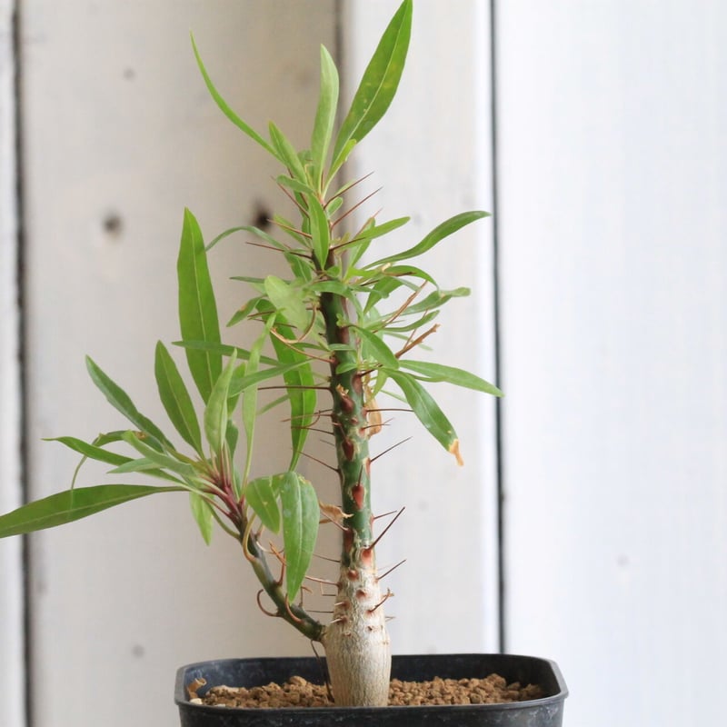 てなグッズや フォークイエリア プルプシー 実生 植物/観葉植物