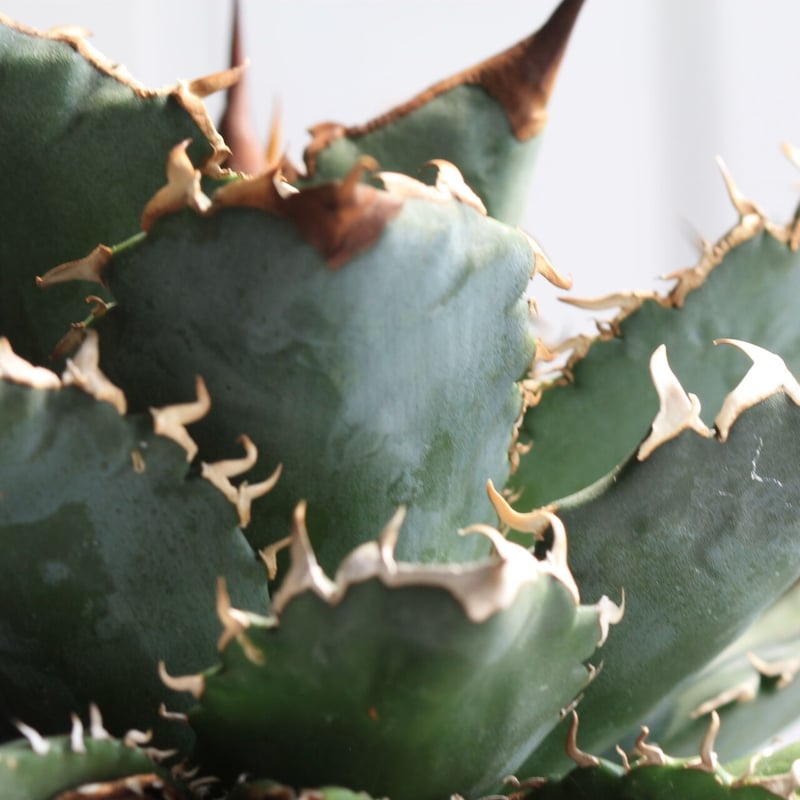 アガベ チタノタ 厳竜 | hanayoshi-botanical