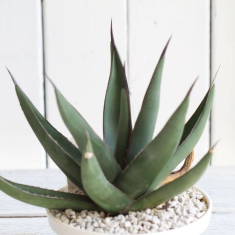 Agave　シャークスキン
