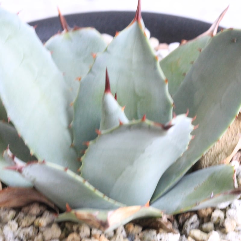 アガベ パリー 吉祥天② | hanayoshi-botanical