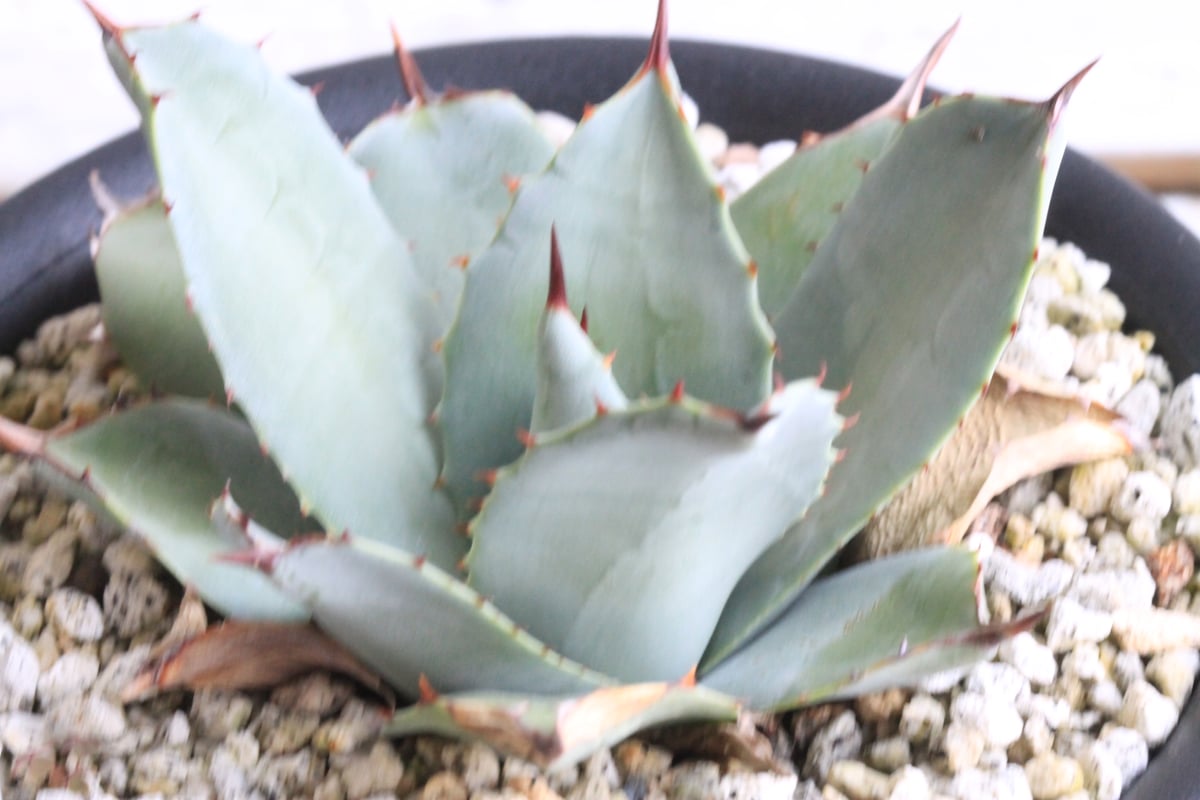 アガベ パリー 吉祥天② | hanayoshi-botanical