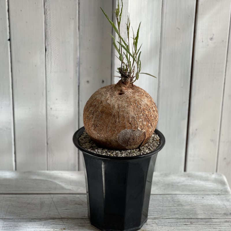 イポメア ボルシアーナ | hanayoshi-botanical