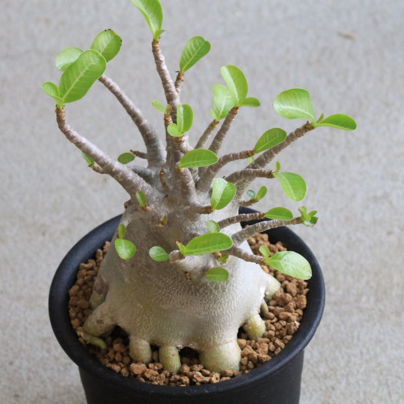 アデニウム アラビカム（小型） | hanayoshi-botanical