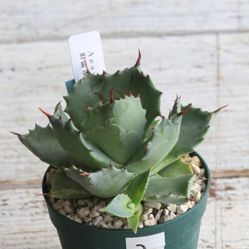 アガベ イシスメンシス 旧雷帝② | hanayoshi-botanical