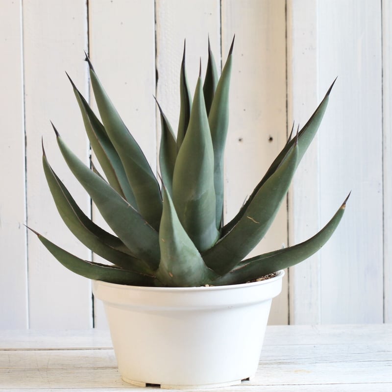 【虹】アガベ　シャークスキン アガベ シャークスキン | hanayoshi-botanical