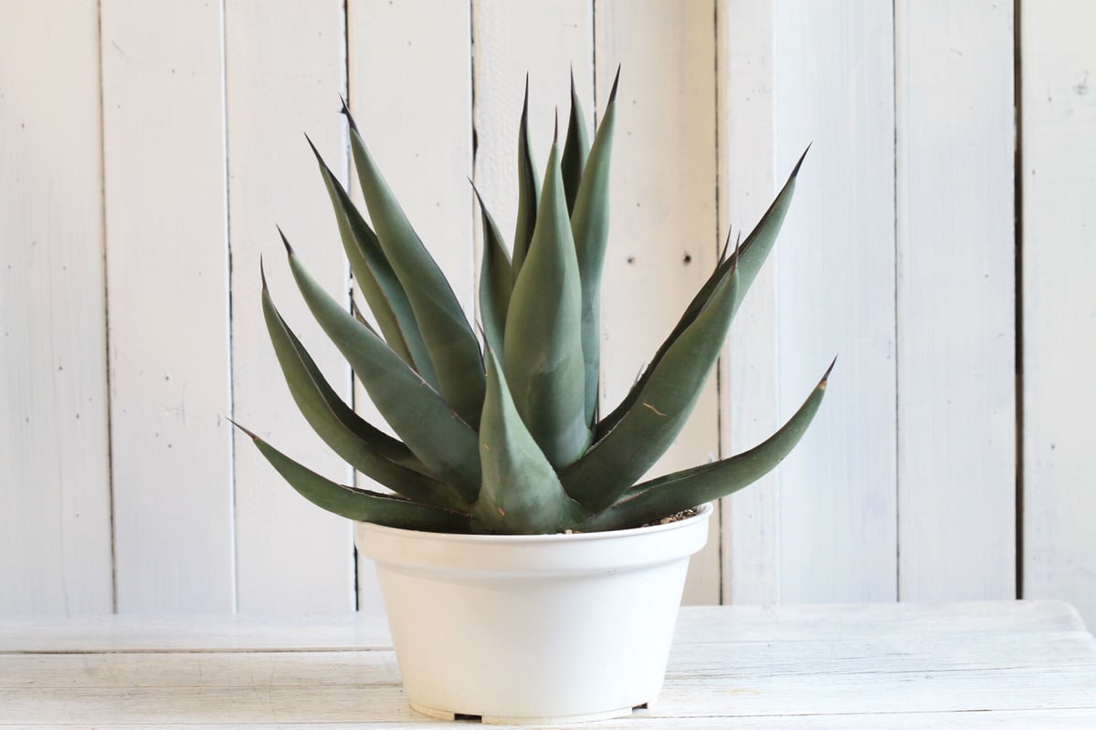 Agave シャークスキン | hanayoshi-botanical