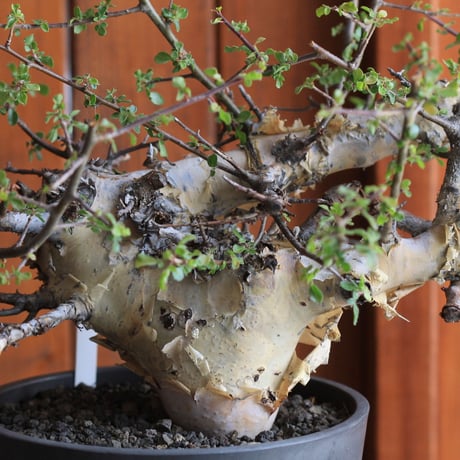 Commiphora　kataf 　コミフォラ　カタフ