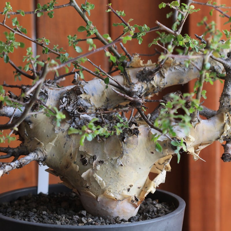 Commiphora kataf コミフォラ カタフ | hanayoshi-botanical Commiphora kataf コミフォラ カタフ | hanayoshi-botanical