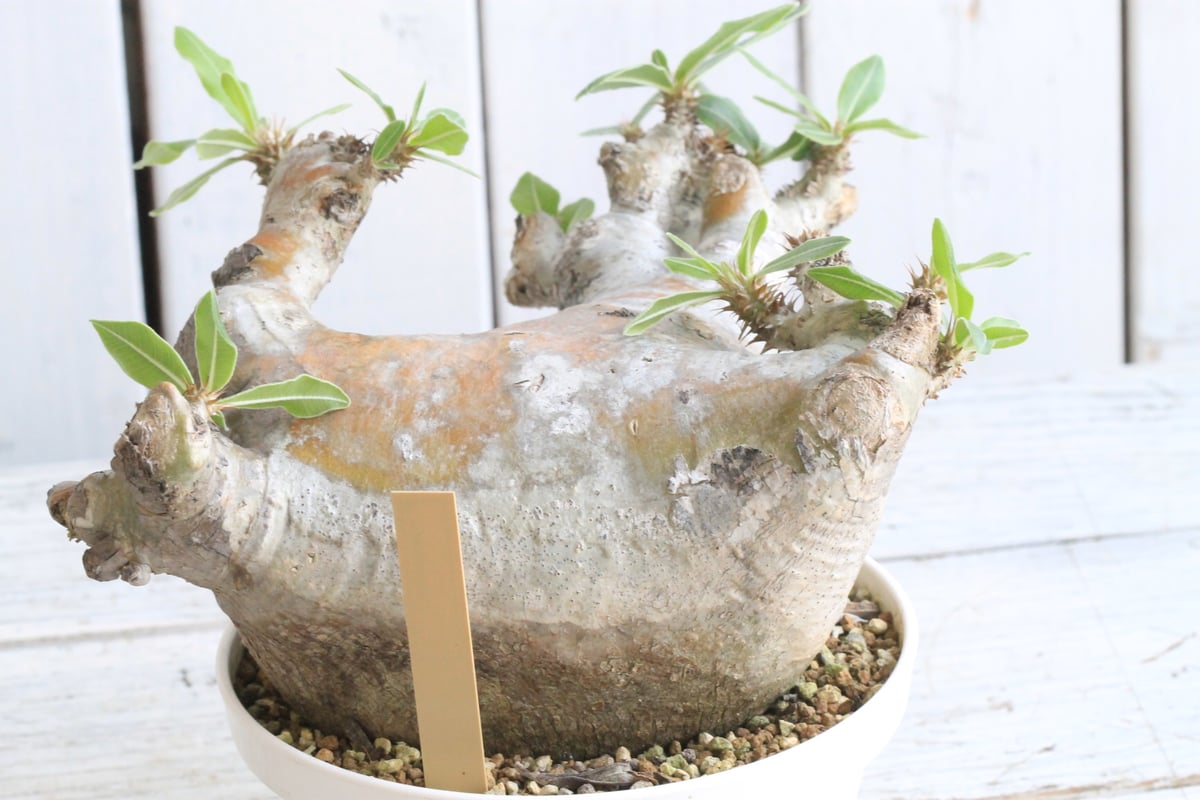 パキポディウム マカイエンセ 現地球 | hanayoshi-botanical