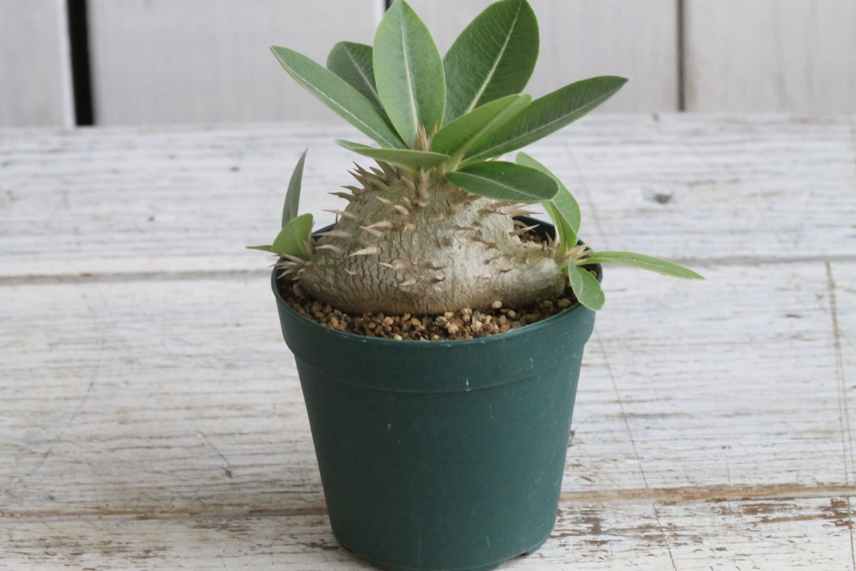 パキポディウム　レウコキサンツム パキポディウム レウコキサンツム① | hanayoshi-botanical