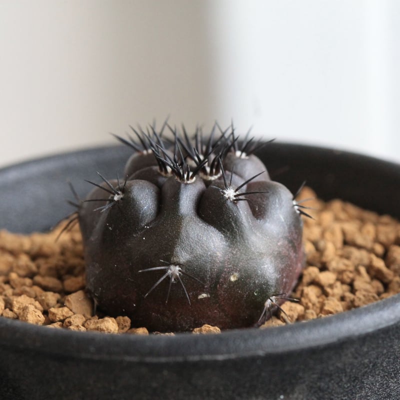 コピアポア　デュラ　銅羅　実生接木 Copiapoa dura【コピアポア・デュラ・銅羅丸・実生】 | RIMO'S