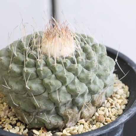 ストロンボカクタス　菊水