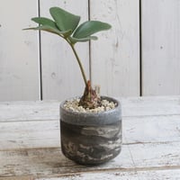 エンセファラルトス ホリダス ドワーフ | hanayoshi-botanical