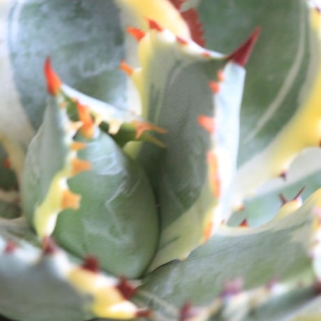 Agave 王妃カブトガニ錦