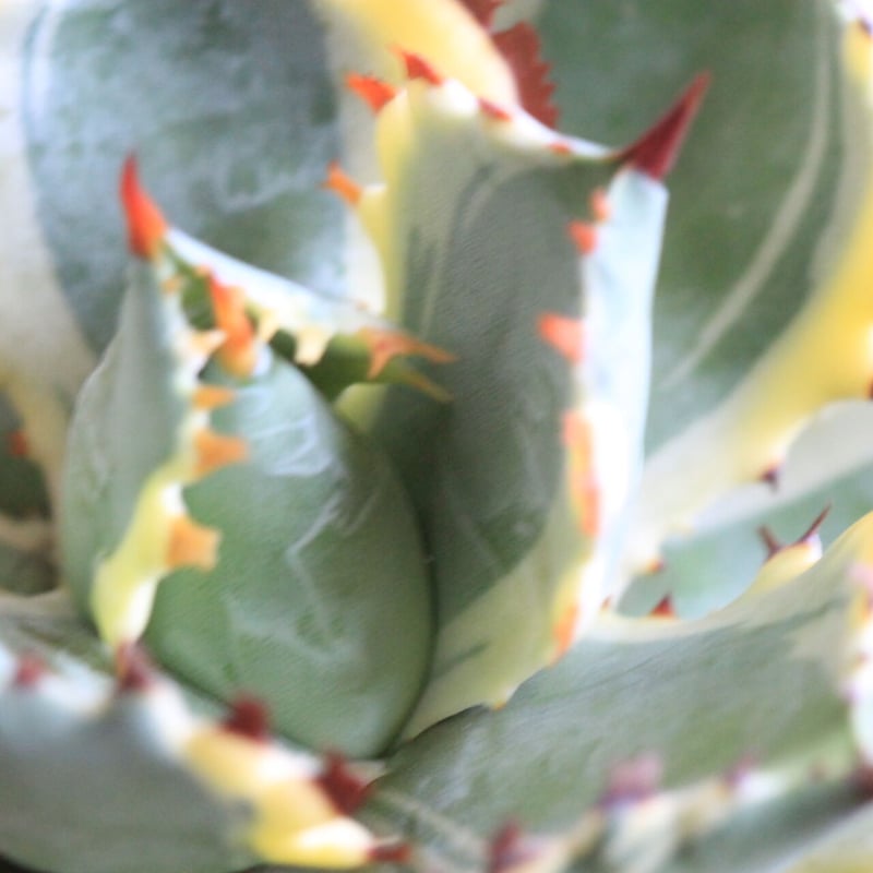 Agave 王妃カブトガニ錦 | hanayoshi-botanical