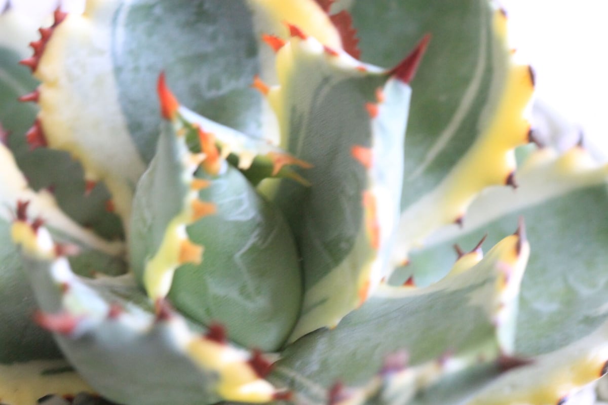 Agave 王妃カブトガニ錦 | hanayoshi-botanical Agave 王妃カブトガニ錦 | hanayoshi-botanical
