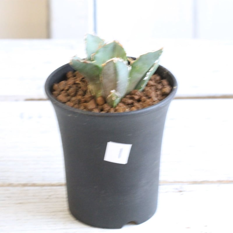 アガベ チタノタ スーパー白鯨 | hanayoshi-botanical