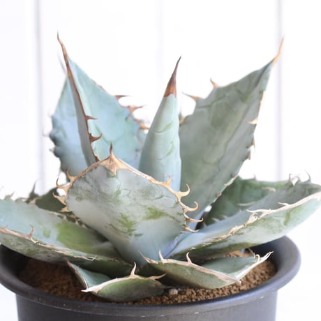 Agave titaota whit ice