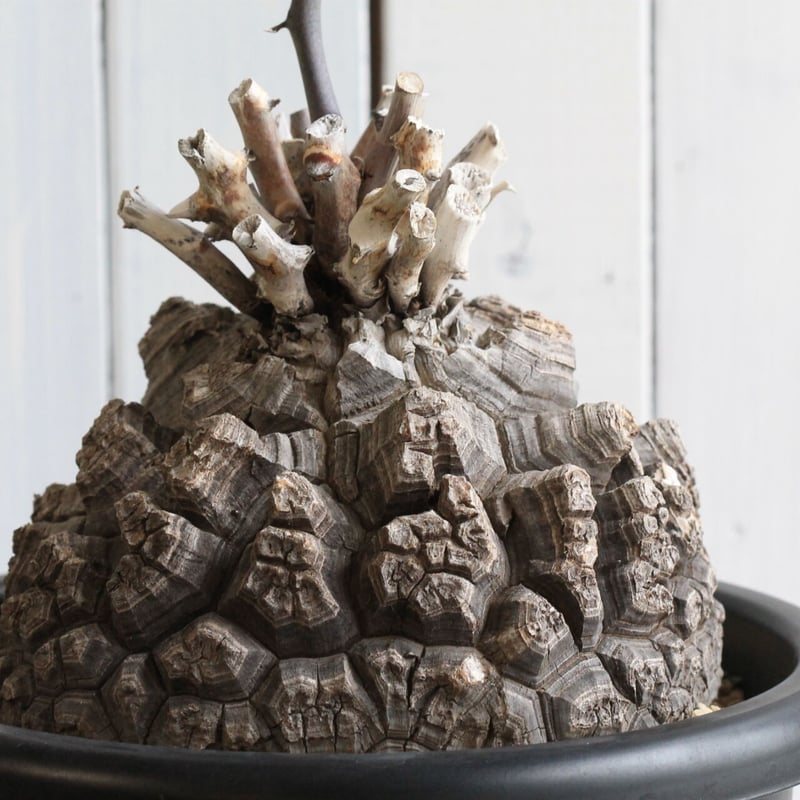 亀甲竜・ディオスコレア・7株セット ディオスコレア 亀甲竜 | hanayoshi-botanical