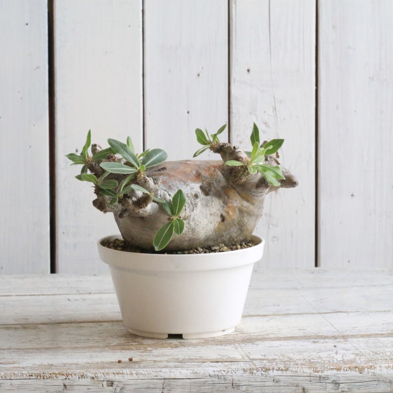 パキポディウム・マカイエンセ現地球 Pachypodium makyense パキポディウム・マカイエンセ 現地球