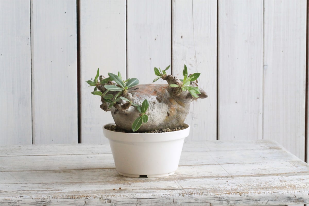 パキポディウム マカイエンセ 現地球 | hanayoshi-botanical