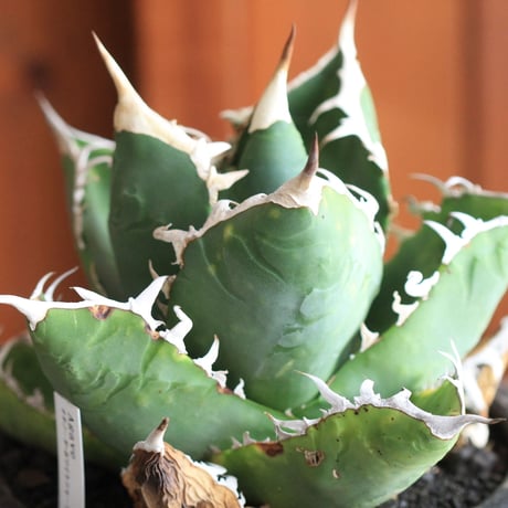 Agave　チタノータ　ホワイトシャーク（選抜）