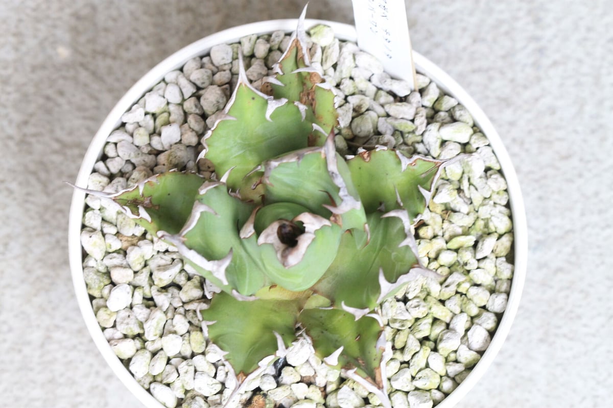 アガベ チタノタ アガベ チタノタ NO.1 | hanayoshi-botanical