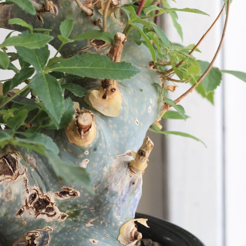 コミフォラ カタフ ターカネンシス | hanayoshi-botanical