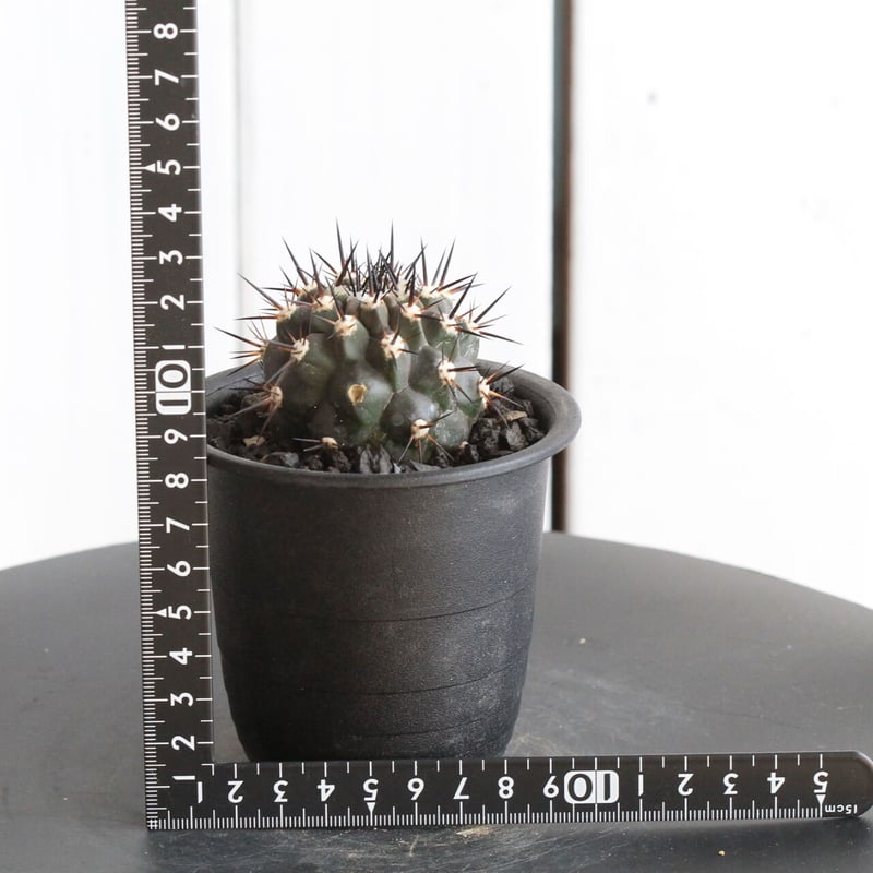 コピアポア黒王丸一本刺接木