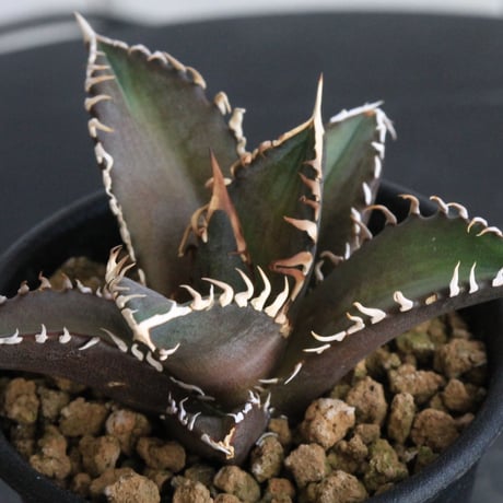 ブ*リ様 3アガベ　チタノタ レッドキャットウィーズル 赤猫 ボールタイプ 図鑑 – アガベ チタノタ レッドキャットウィーズル (赤猫