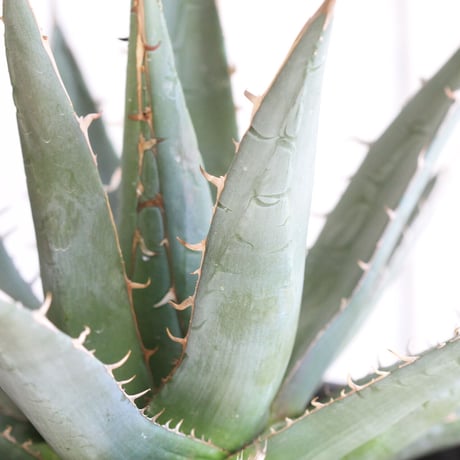 Agave purpusolm　帝釈天