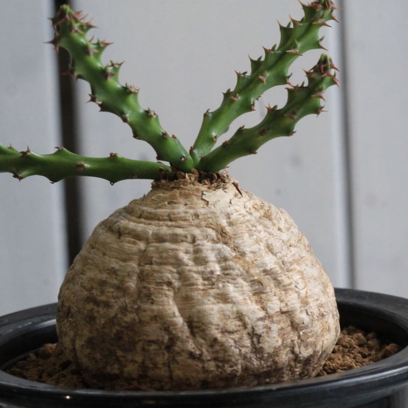 ユーフォルビア デシドゥア 新鮮な種子5粒(6月19日採取) 7月19日