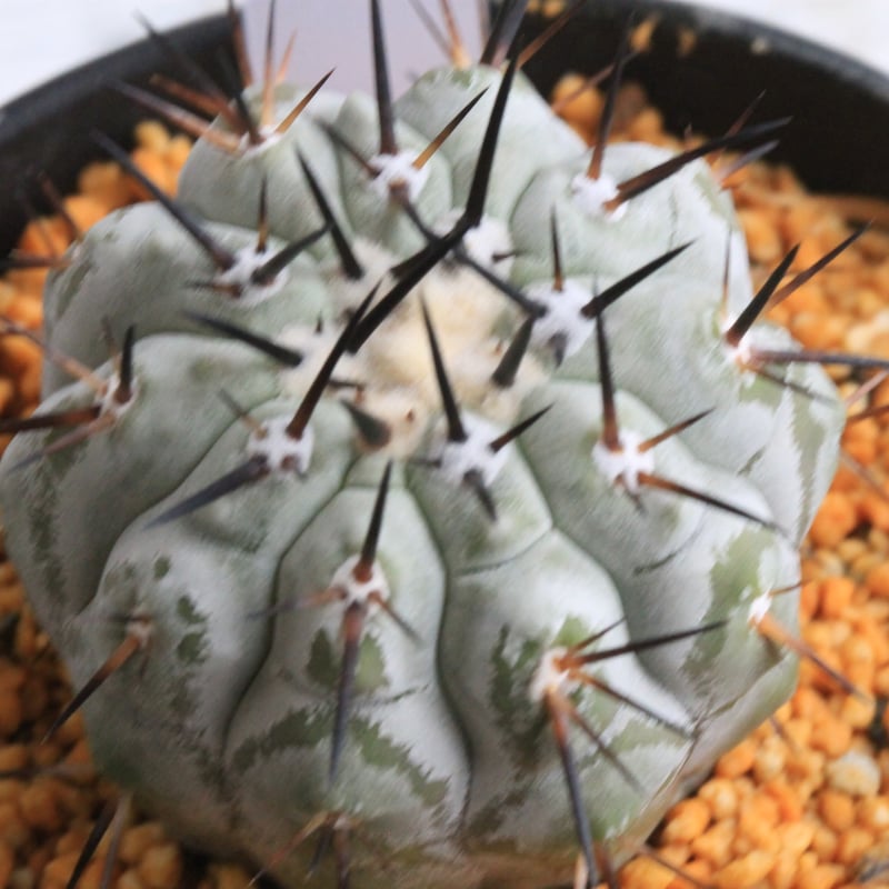 コピアポア シネレア 黒王丸① | hanayoshi-botanical