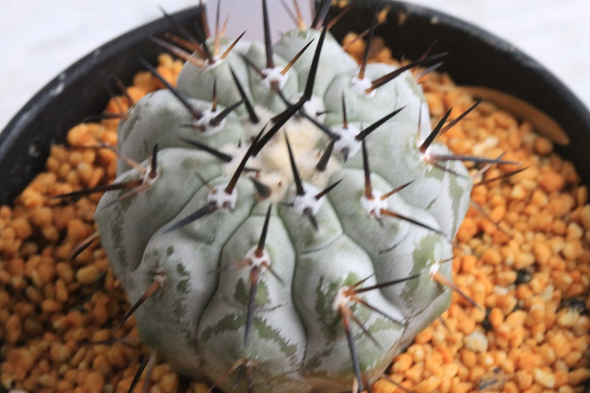 大きめコピアポアシネレア　国王丸 コピアポア シネレア 黒王丸 | hanayoshi-botanical