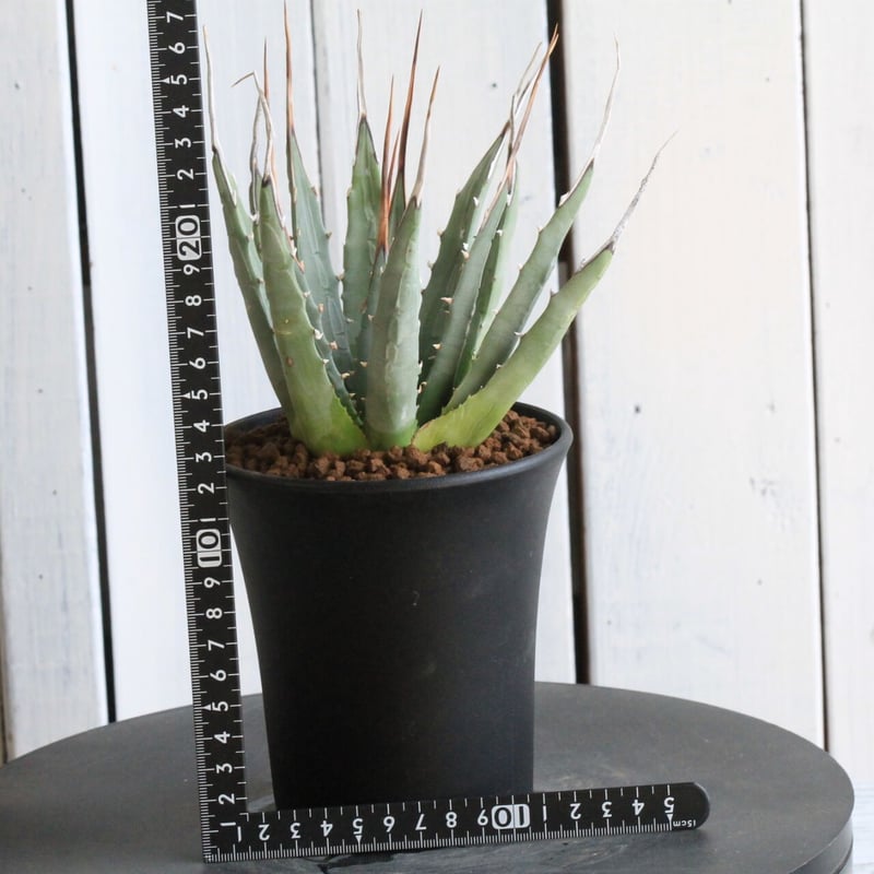 アガベ！ユタエンシス！ アガベ ユタエンシス No.1 | mana's farm:塊根植物・アガベ・ドライ