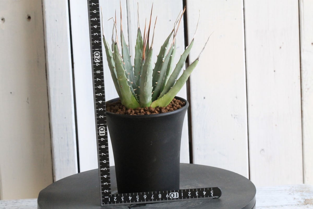 goodtaniku】雷帝×ユタエンシス ハイブリッド 個体 発根済み 【公式通販】