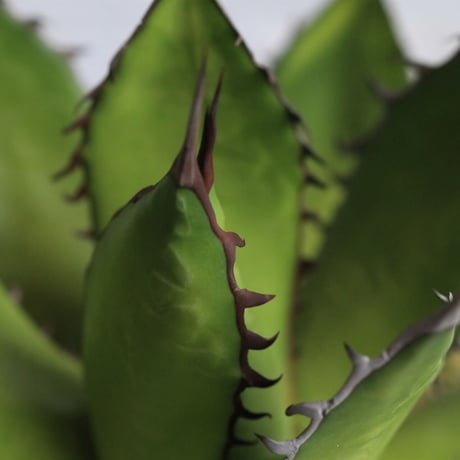 Agave ホリダメキシカルメトル