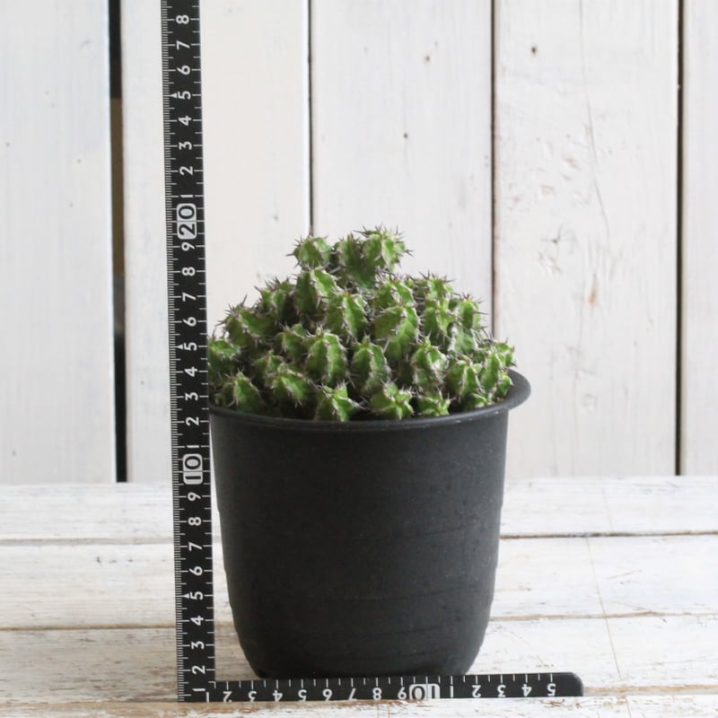 ユーフォルビア ミトリフォルミス | hanayoshi-botanical