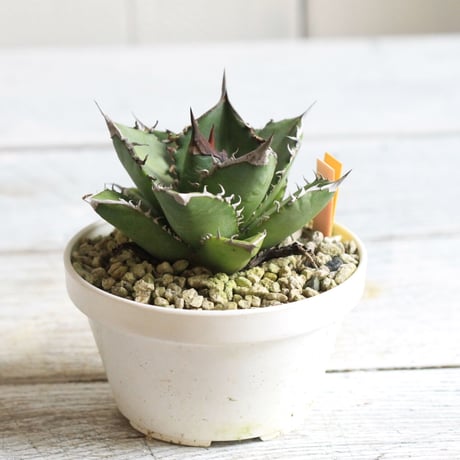 Agave titanota FO76
