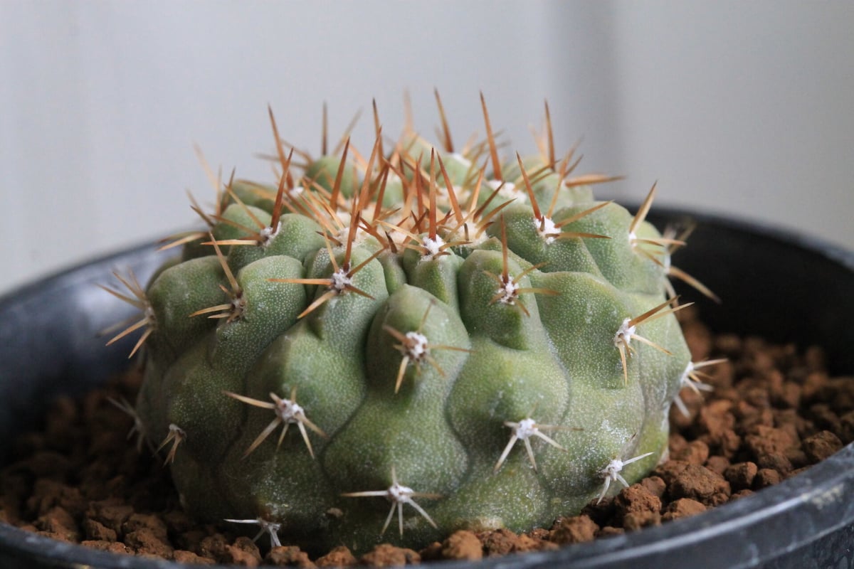 コピアポア コルムナ アルバ（実生） | hanayoshi-botanical